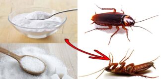 4 Ways to Remove Cockroaches from House