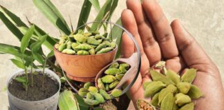 How to Plant Cardamom at Home
