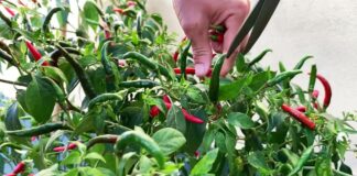 How to Grow Chilies at Home