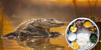 Babiya, 'vegetarian' crocodile, dies at 75 in Kerala's Kasaragod