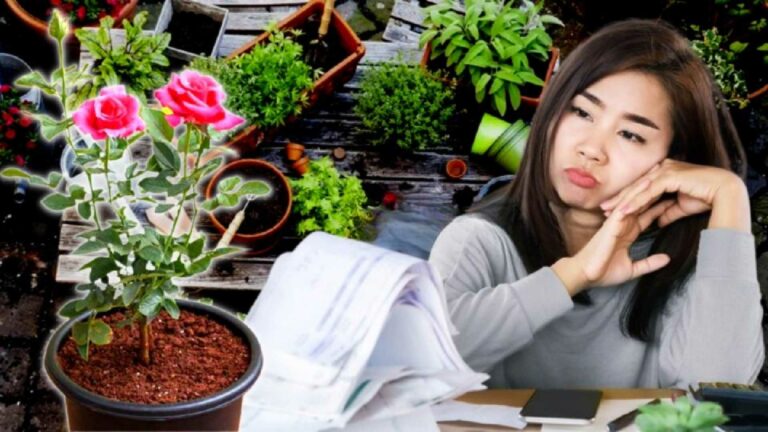 4 Plants That Can Causes Financial Problems If You Kept Them At Home