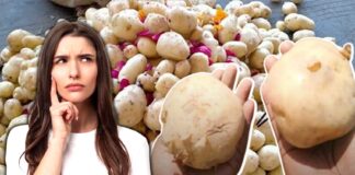 How To Differentiate Between Real And Fake Potatoes Selling In Markets