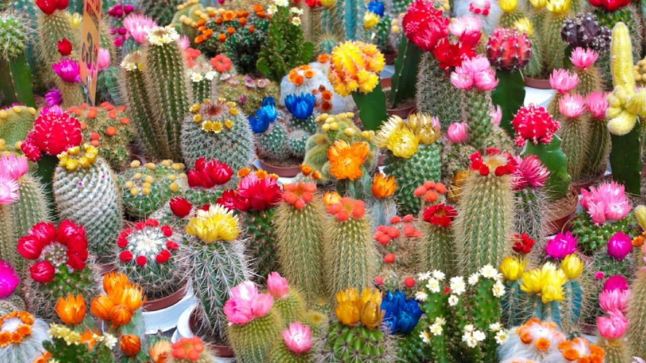 cactus (1)