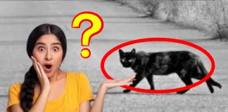 Amazing Facts Behind Why People Have To Stop While Cat Crossing Road All Must Know