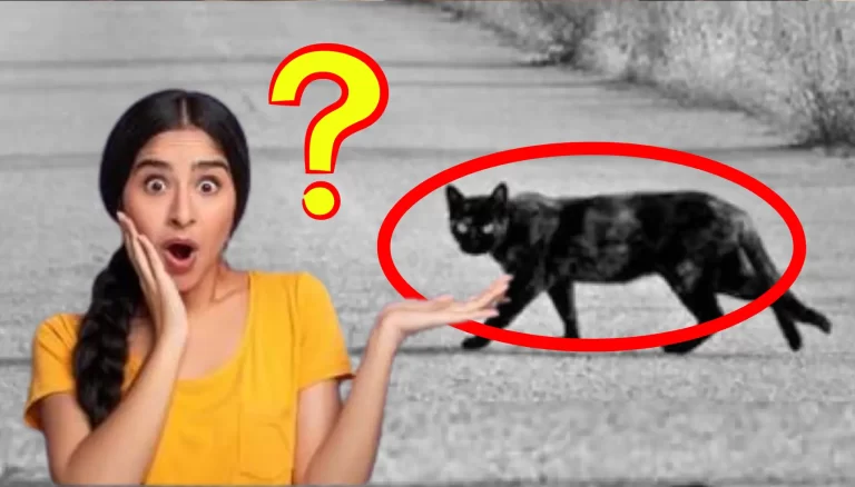 Amazing Facts Behind Why People Have To Stop While Cat Crossing Road All Must Know