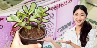 Crassula Plants Or Jade Plants Benifits To Earn More Money