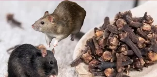 How To Permanently Get Rid Of Rodents From Home