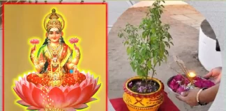 Never Keep These 6 Things Near Tulshi Tree Else Maa Lakshmi Will Be Angry