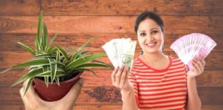 Spider Plant and Its Benefits To Overcome Stress and Money Crisis