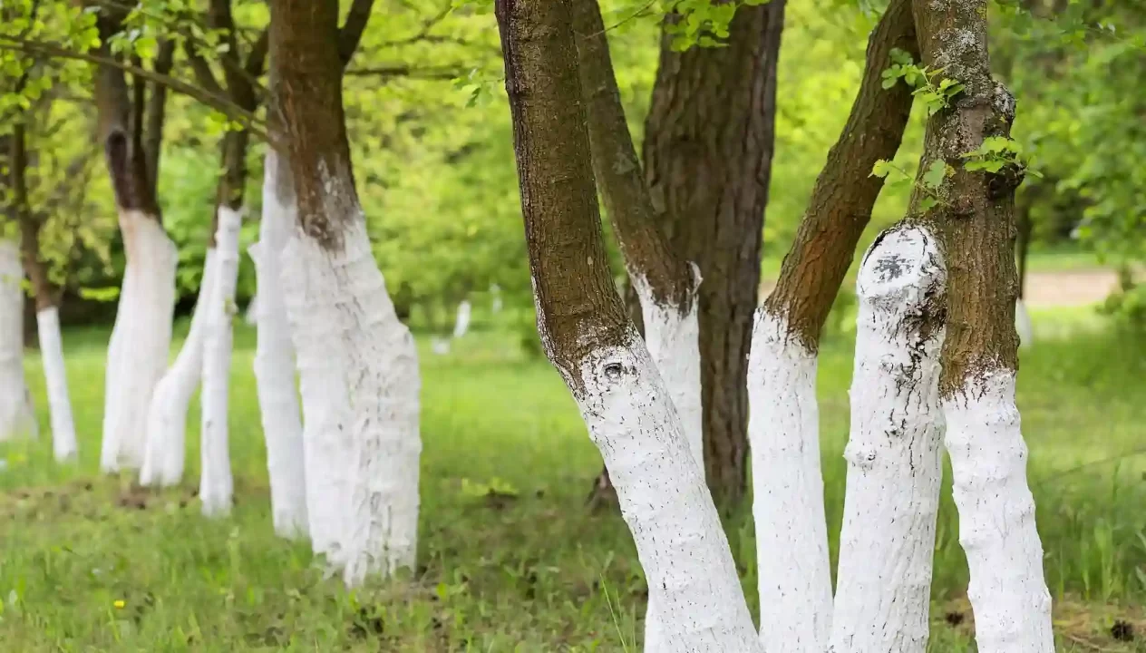 TrEES PAINTED IN WHITE